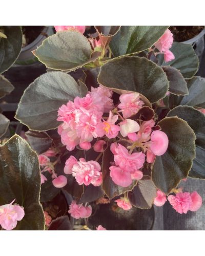 Begonia doublet rose a feuille fonce