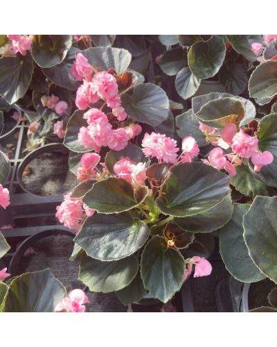 Begonia doublet rose a feuille fonce