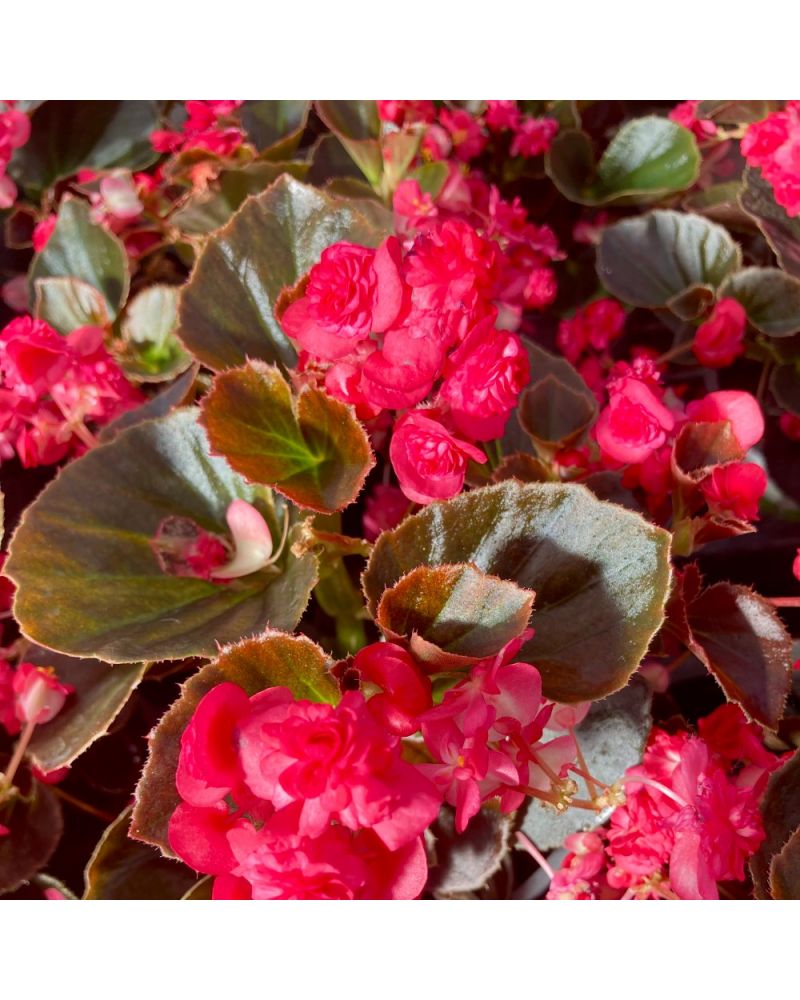 Begonia doublet rouge a feuille fonce