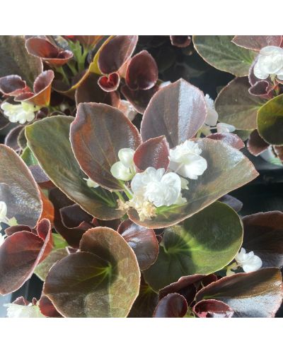 Begonia double gumdrop blanc