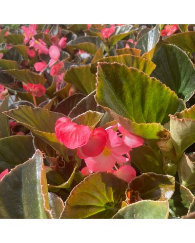 Begonia Big rose à feuille fonce