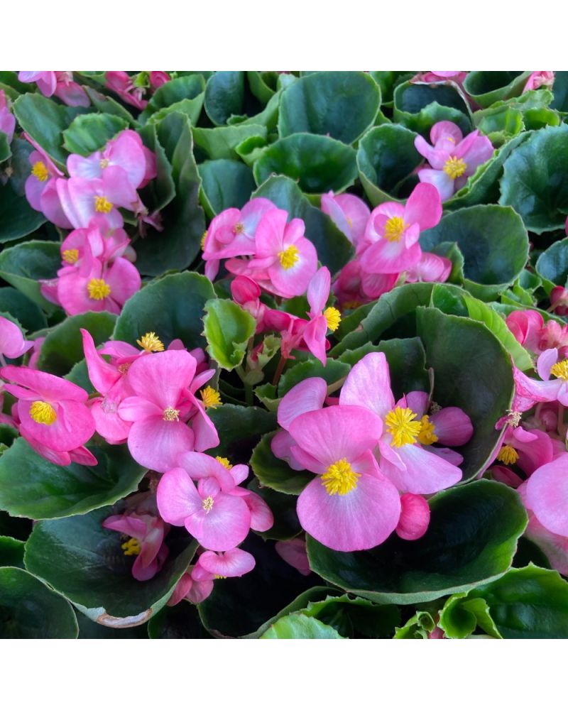 Begonia pour massif Mascotte rose