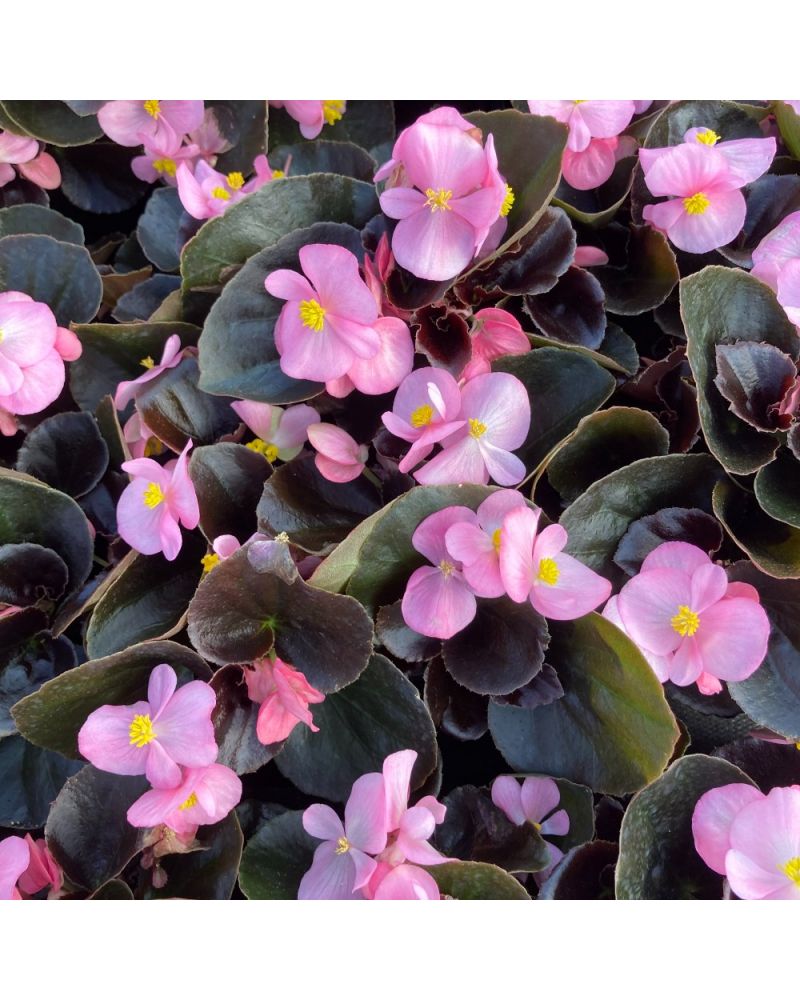 Begonia Massif Annuelle Ambassador - Rose