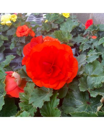 Begonia Pendula Annuelle Tubereux - Rouge