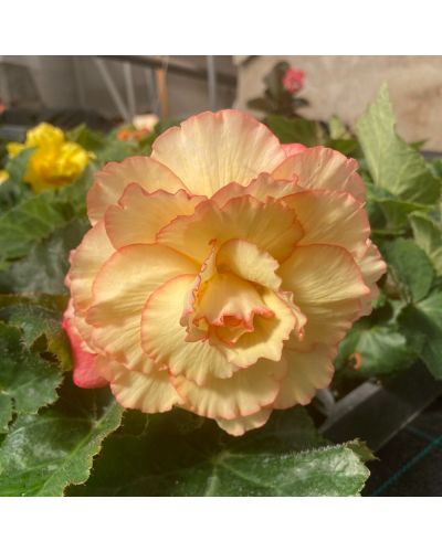 Begonia Tubereux Annuelle Swing - Orange