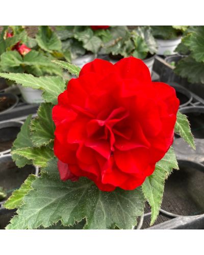 Begonia Tubereux Annuelle Nonstop - Rouge