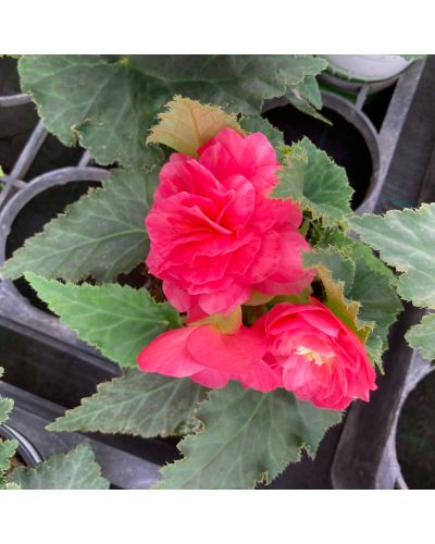 Begonia Tubereux Annuelle Swing Pink Shades - Rose