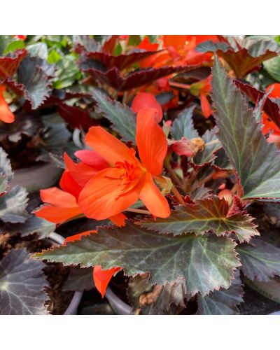 Begonia Pendula Annuelle I conia Portofino Coral - Rouge