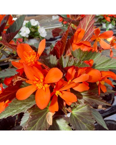 Begonia Pendula Annuelle I conia Portofino Coral - Rouge