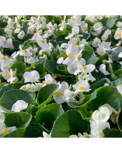 Begonia Massif Annuelle Mascotte Improved - Blanc