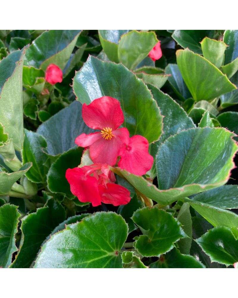 Begonia Megawatt Big Annuelle Green Leaf - Rouge