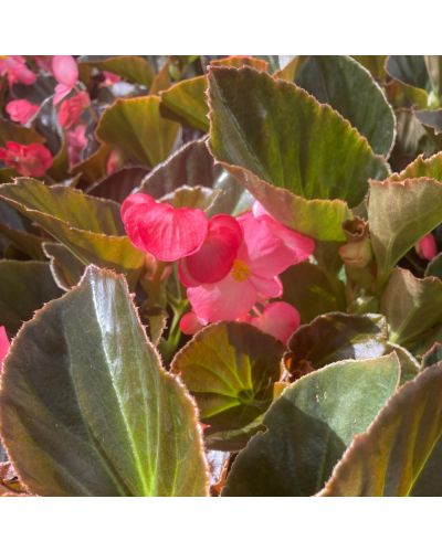 Begonia Megawatt Big Annuelle Megawatt Feuillage Foncé - Rose