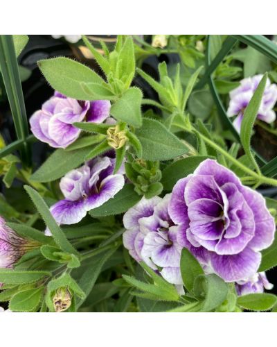 Calibrachoa Annuelle Uno Double Lavtastic - Lavande