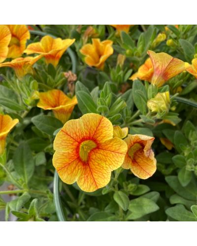 Calibrachoa Annuelle Aloha Kona Pineapple 2016 - Panaché