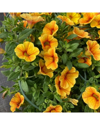 Calibrachoa Annuelle Aloha Kona Pineapple 2016 - Panaché