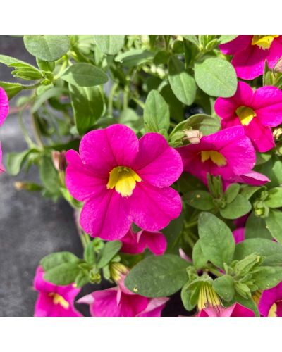 Calibrachoa Annuelle Callie - Rose Profond