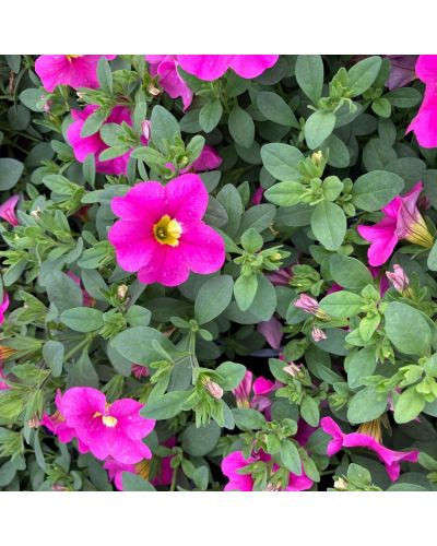 Calibrachoa Annuelle Callie - Rose Profond