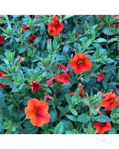 Calibrachoa Annuelle Aloha Cart Wheel - Rouge