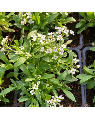 Corbeille d'or Annuelle Crystals - Blanc