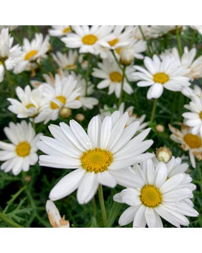 Marguerite Vivace Anthemis Mountain - Blanc