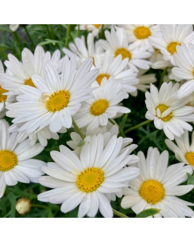 Marguerite Vivace Anthemis Mountain - Blanc