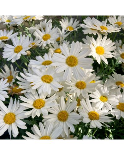 Marguerite Vivace Anthemis Everest - Blanc