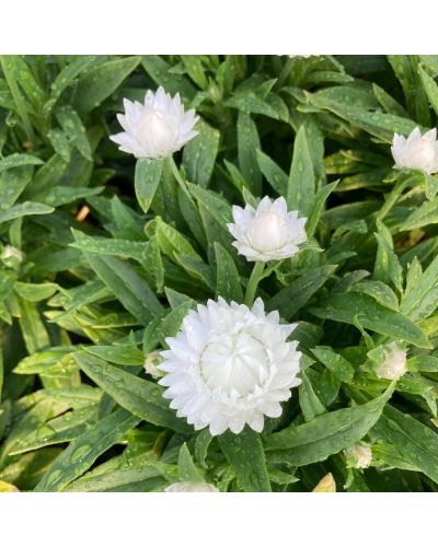 Immortelle Annuelle Dreamtime Jumbo - Blanc