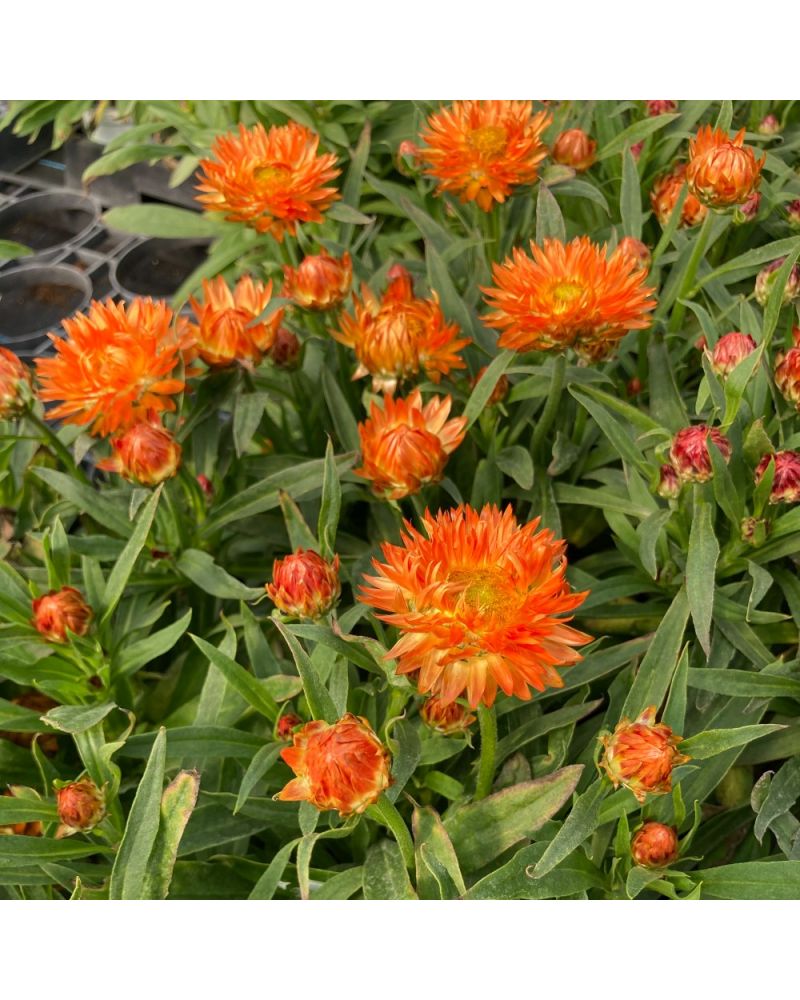 Immortelle Annuelle Dreamtime Jumbo - Orange