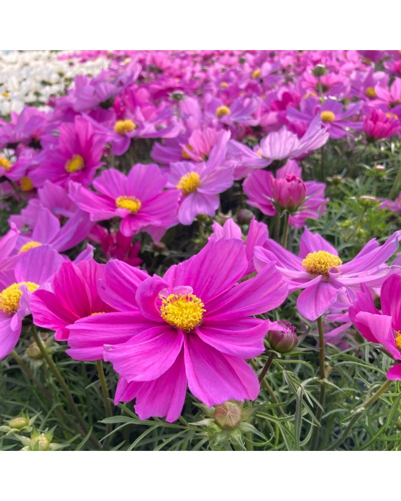 Cosmos Annuelle Bipinnatus Casanova - Mauve