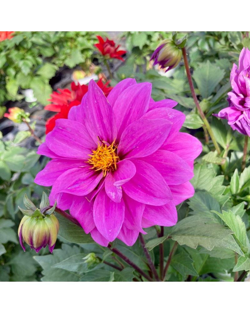 Dahlia dahlietta Annuelle Lavender - Violet