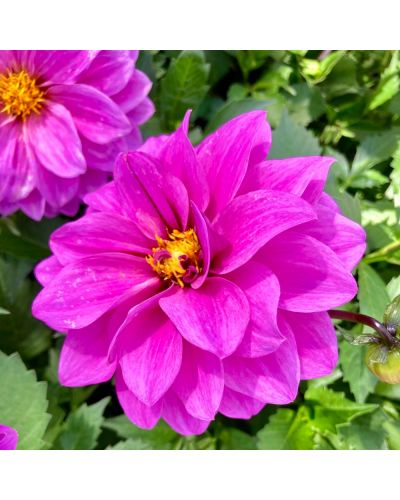 Dahlia dahlietta Annuelle Lavender - Violet