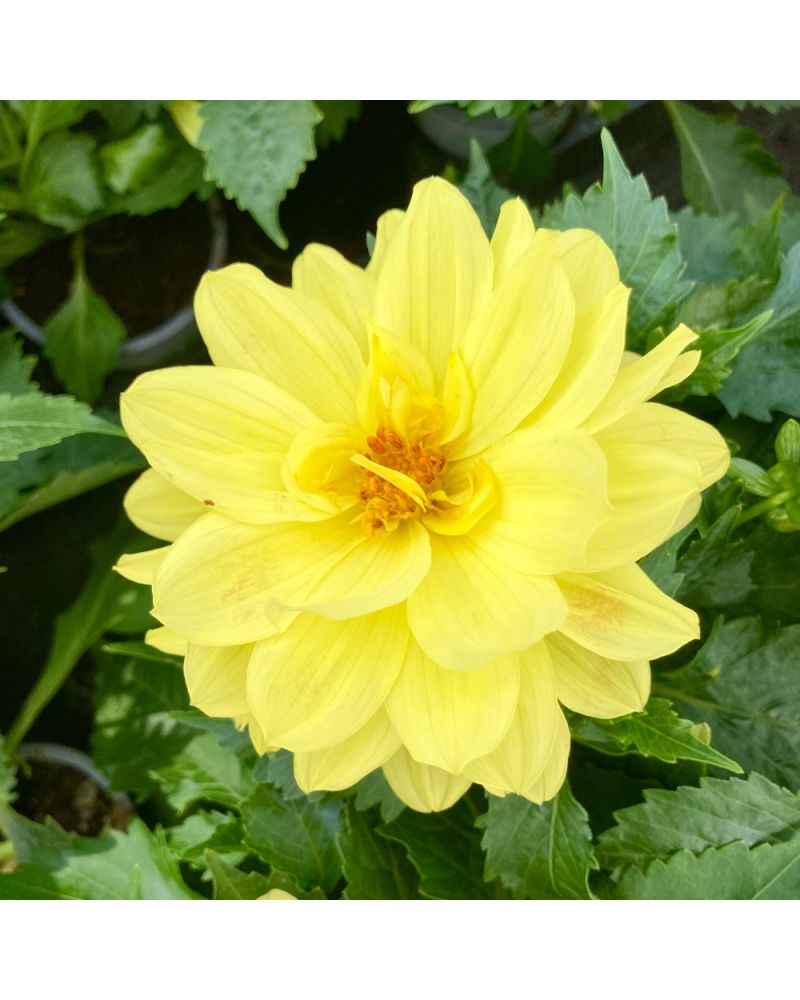 Dahlia dahlietta Annuelle Hypnotica - Jaune