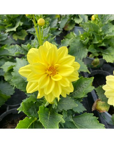 Dahlia dahlietta Annuelle Hypnotica - Jaune