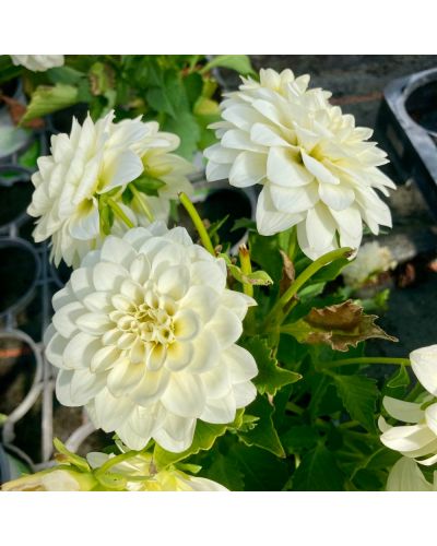 Dahlia dahlietta Annuelle Blanca - Blanc