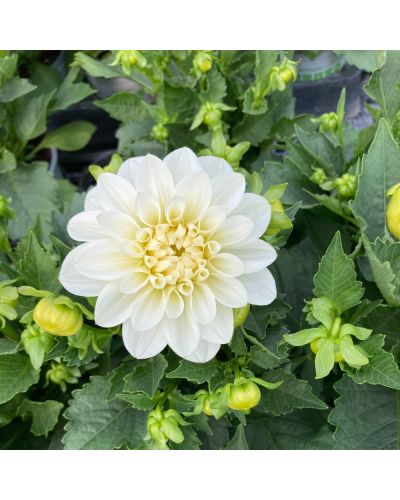 Dahlia dahlietta Annuelle Blanca - Blanc