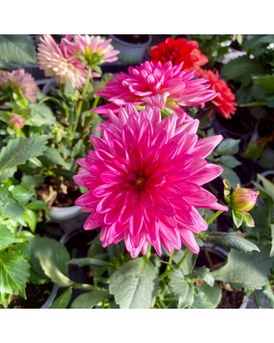 Dahlia dahlietta Annuelle Grandalia - Rose