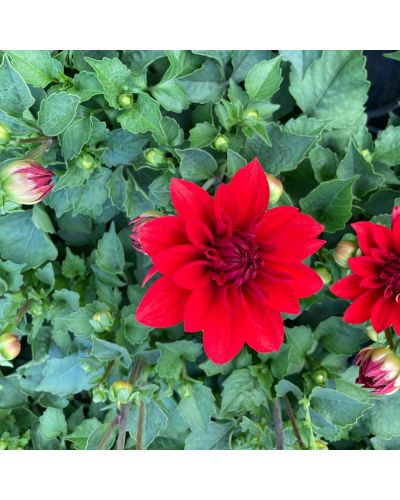 Dahlia dahlietta Annuelle Patty - Rouge