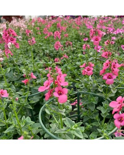 Diascia Annuelle Flying Colors Dala - Rose