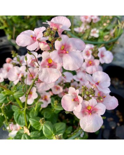 Diascia Annuelle Flying Appleblossom - Blanc