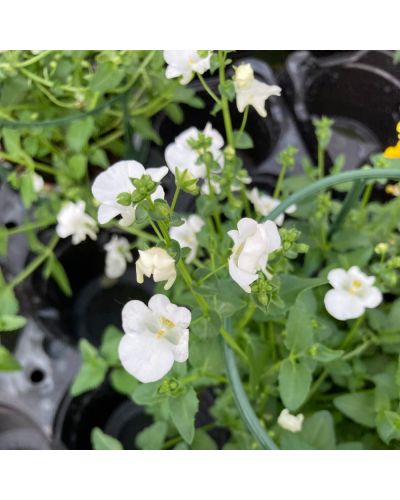 Diascia Annuelle Genta Classic - Blanc