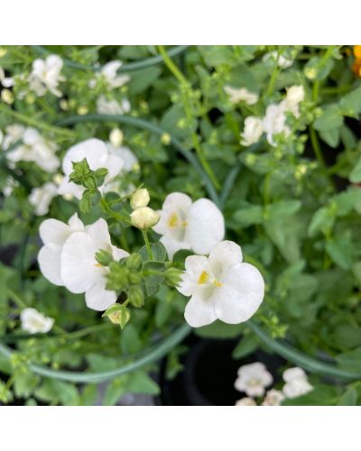 Diascia Annuelle Genta Classic - Blanc