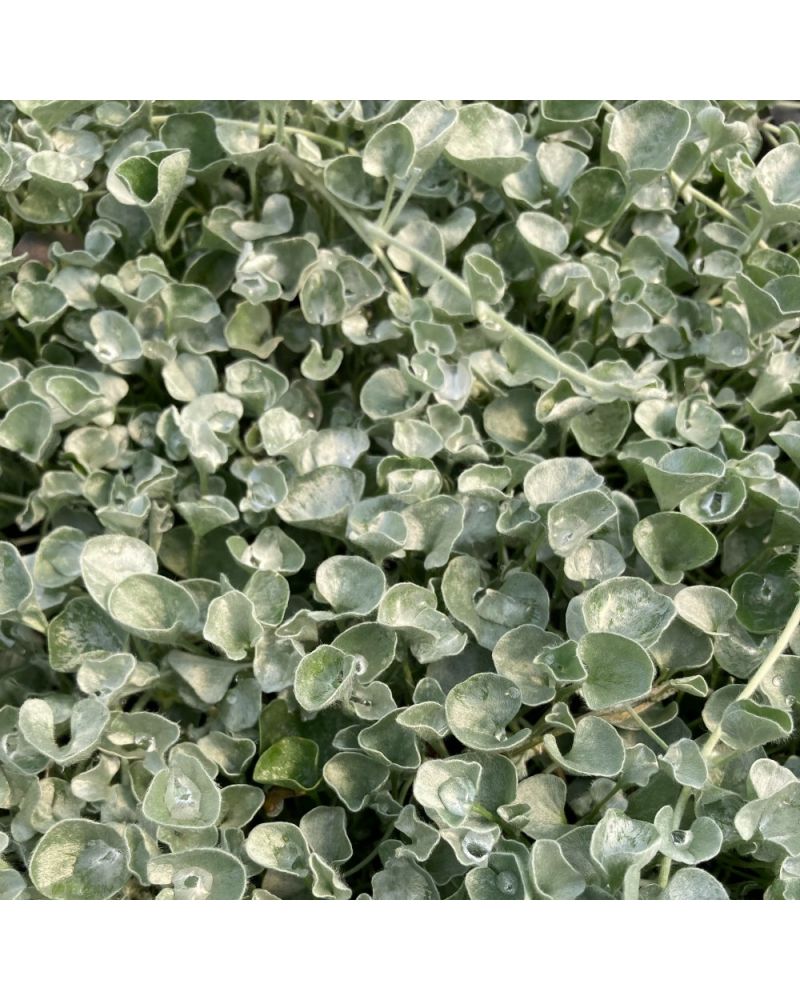 Dichondra Annuelle Silverfalls - Blanc