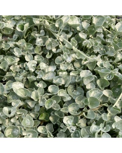 Dichondra Annuelle Silverfalls - Blanc