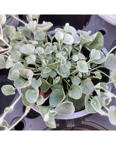 Dichondra Annuelle Silverfalls - Blanc