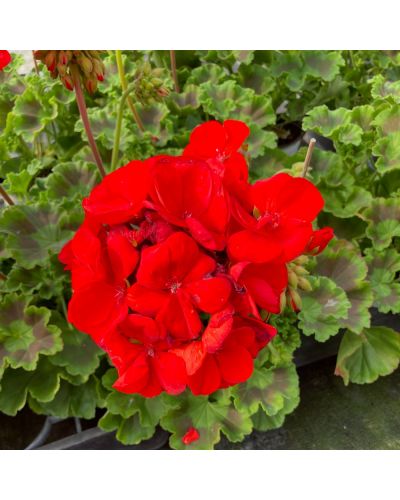 Geranium droit Anthony rouge