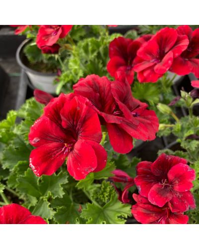 Pelargonium x domesticum candy flower bright rouge