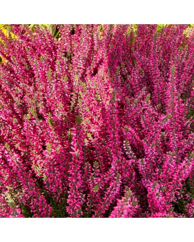 Bruyère commune Vivace Calluna vulgaris - Rose