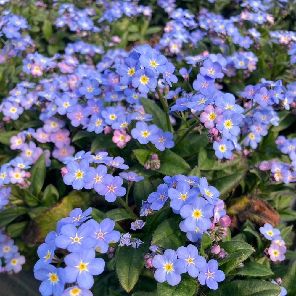 Myosotis Vivace Myomark - Bleu