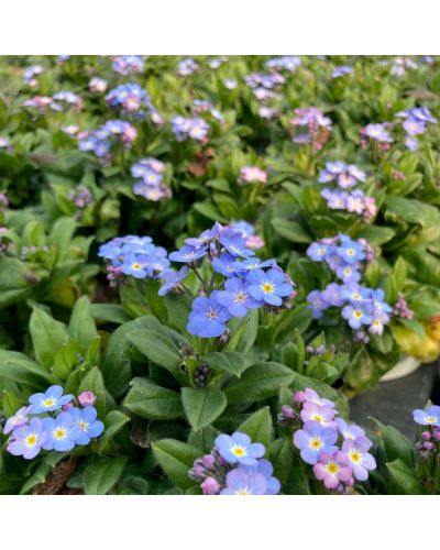 Myosotis Vivace Myomark - Bleu