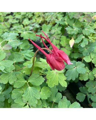 Ancolie Vivace Aiglantine Aquilegia - Rouge